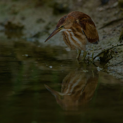 Least Bittern