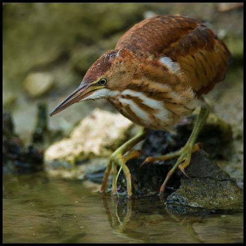 Least Bittern