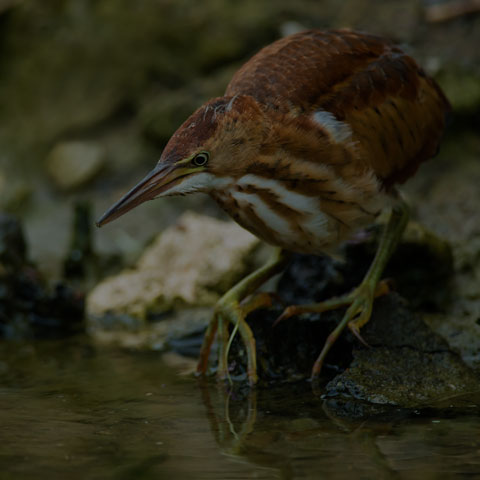 Least Bittern
