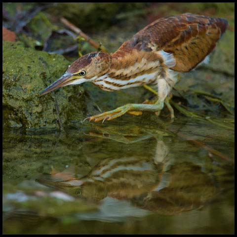 Least Bittern