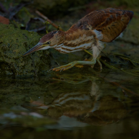 Least Bittern