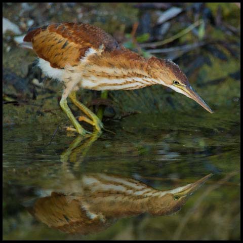 Least Bittern