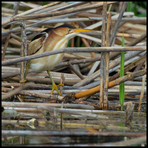 Least Bittern