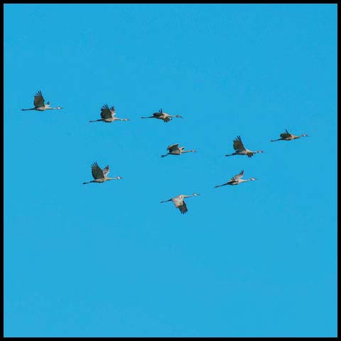 Sandhill Crane