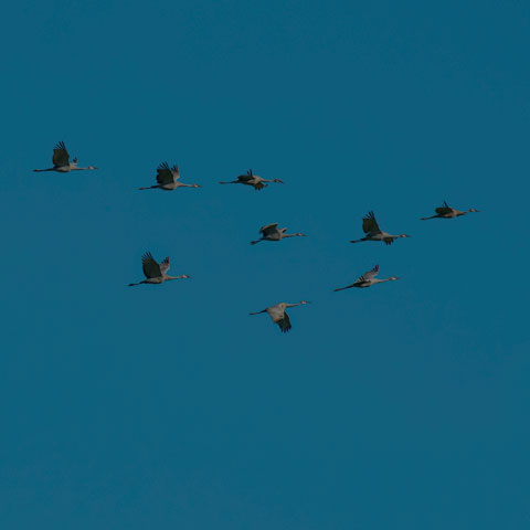 Sandhill Crane