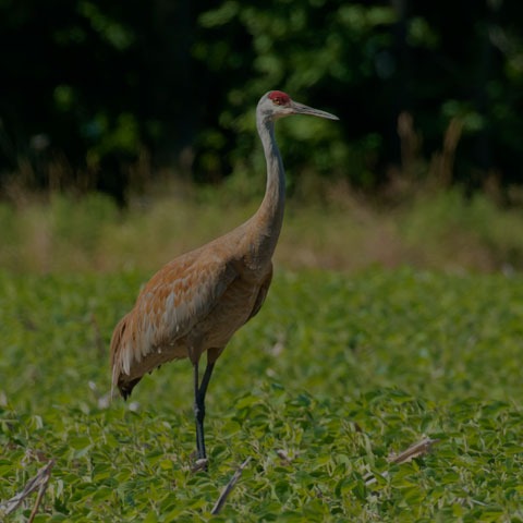 Sandhill Crane