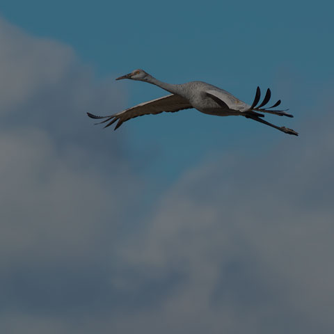 Sandhill Crane