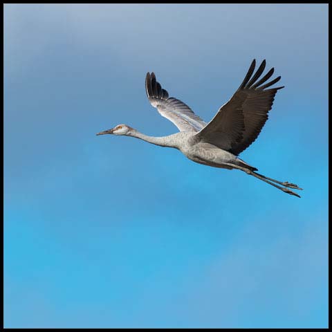 Sandhill Crane