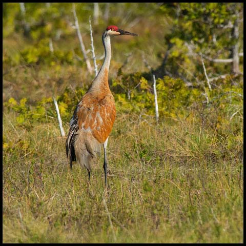Sandhill Crane