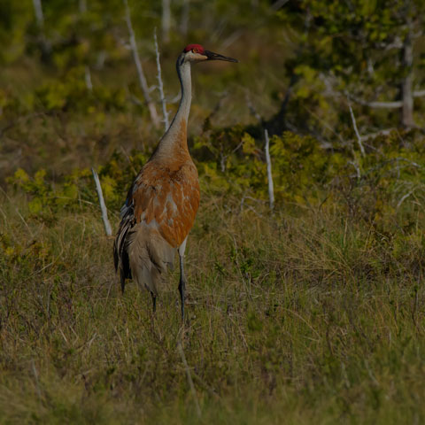 Sandhill Crane