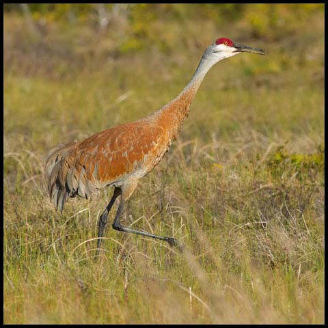 Sandhill Crane