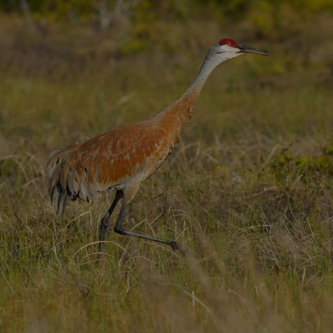 Sandhill Crane