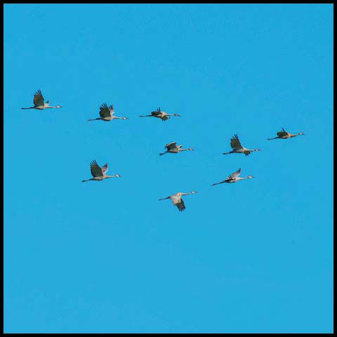 Sandhill Crane
