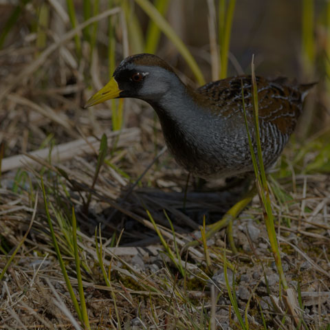 Sora