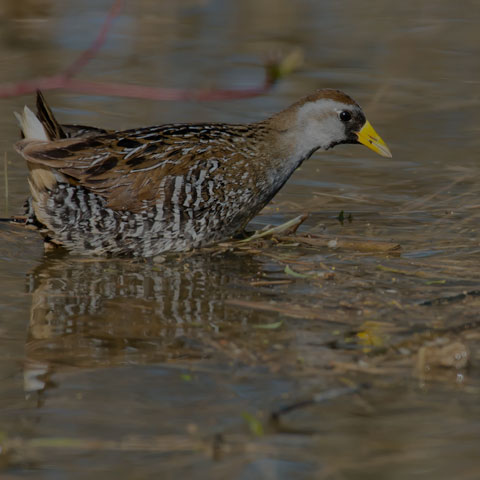 Sora
