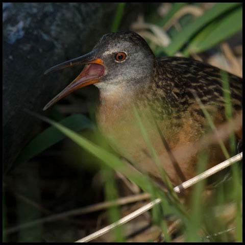 Sora