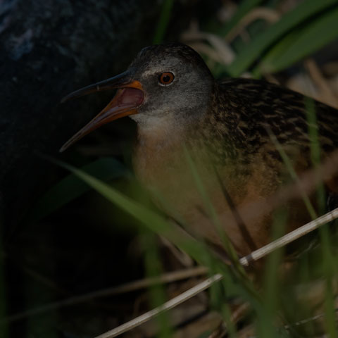 Sora
