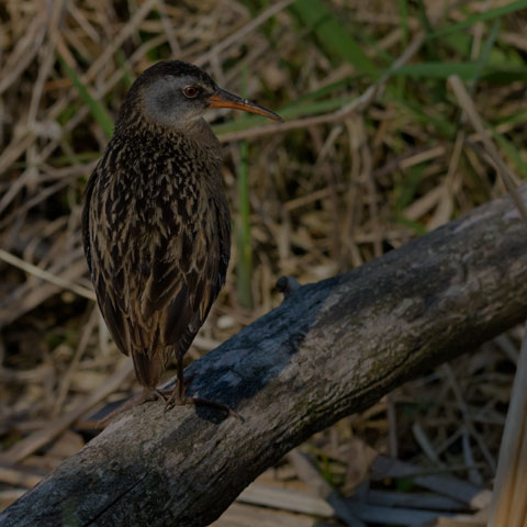 Sora