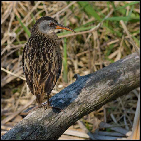 Virginia Rail