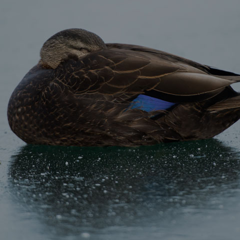 American Black Duck