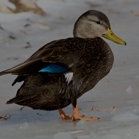 American Black Duck