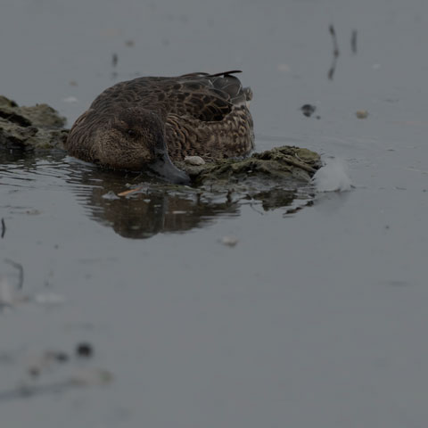 Green-winged Teal