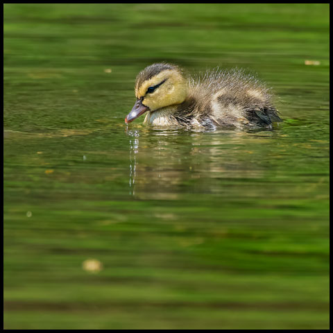 Mallard