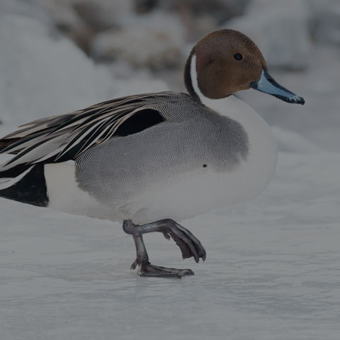Northern Pintail