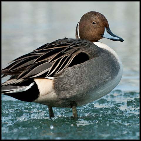 Northern Pintail