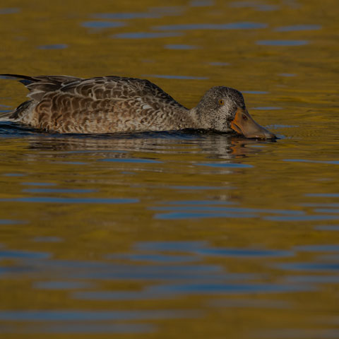 Northern Shoveler
