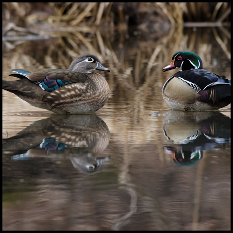 Wood Duck