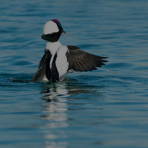 Bufflehead