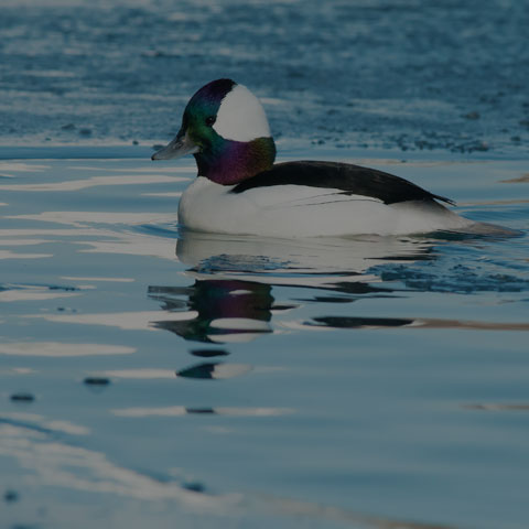 Bufflehead