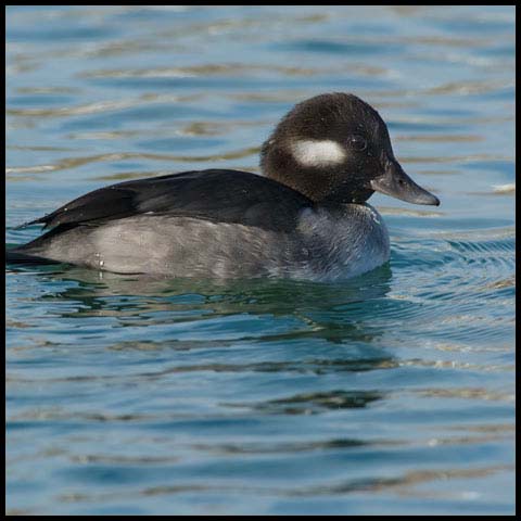 Bufflehead