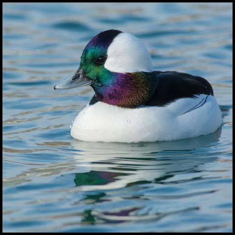 Bufflehead
