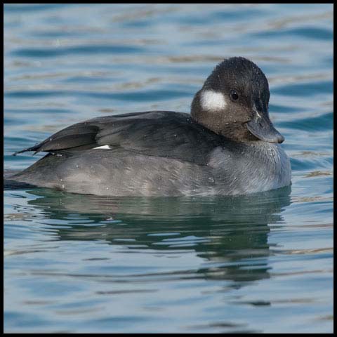Bufflehead