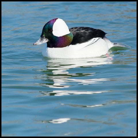 Bufflehead
