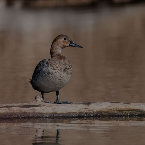 Canvasback