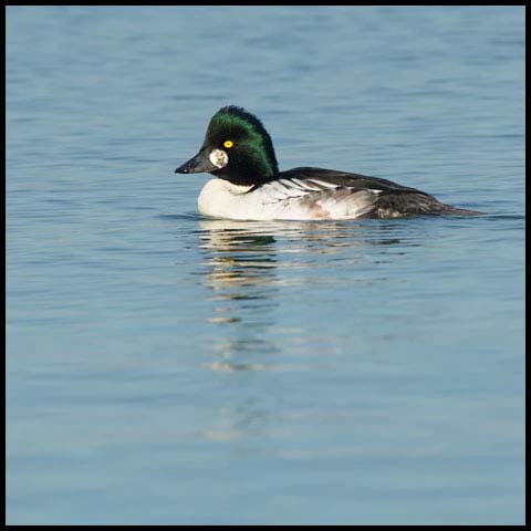 Common Goldeneye