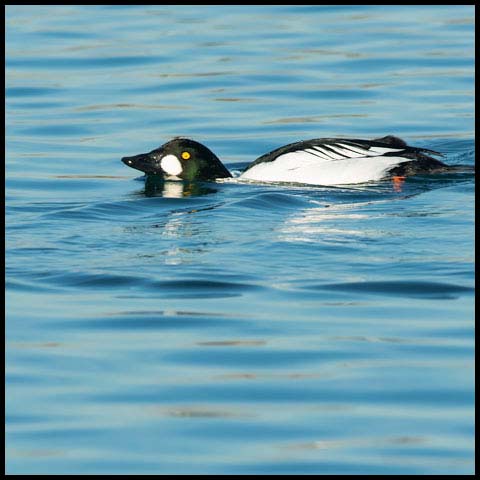 Common Goldeneye
