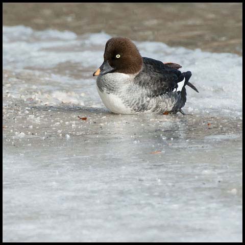Common Goldeneye