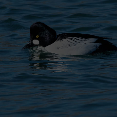 Common Goldeneye