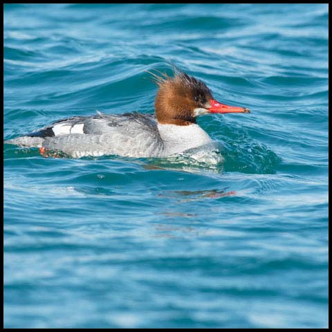 Common Merganser