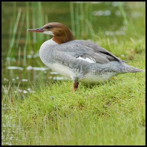 Common Merganser