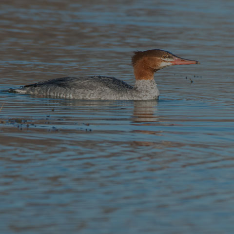Common Merganser