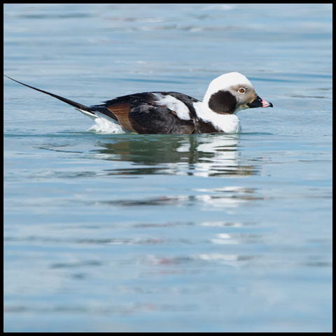 Diving Ducks