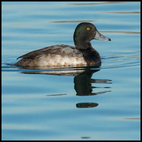 Greater Scaup