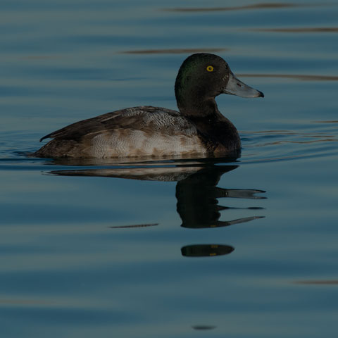 Greater Scaup