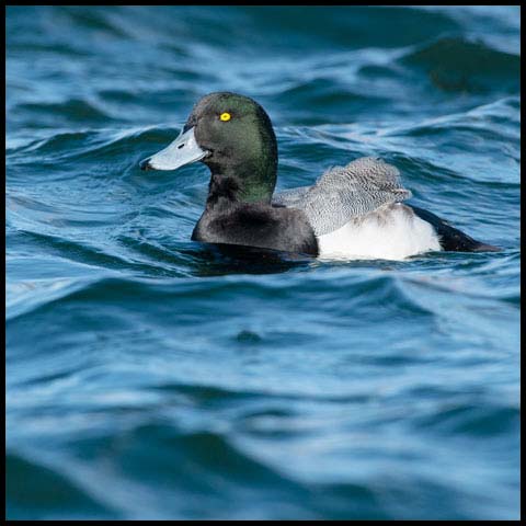 Greater Scaup