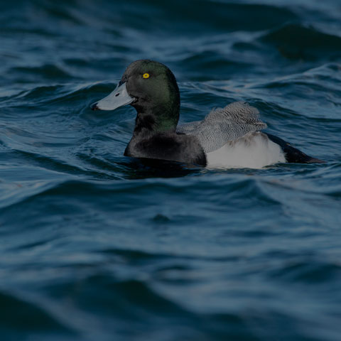 Greater Scaup